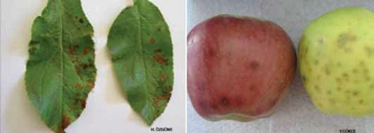 Elmada Alternarya Meyve Çürüklüğü