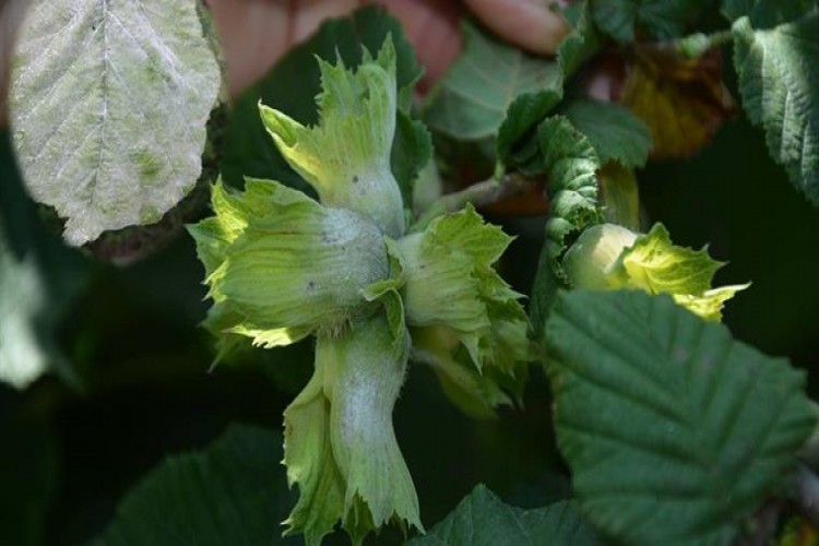 Fındıkta Külleme Hastalığı