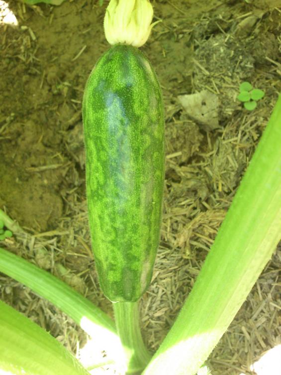 Kabak Mozaik Virüsü (Squash Mosaic Comovirus-Sqmv)