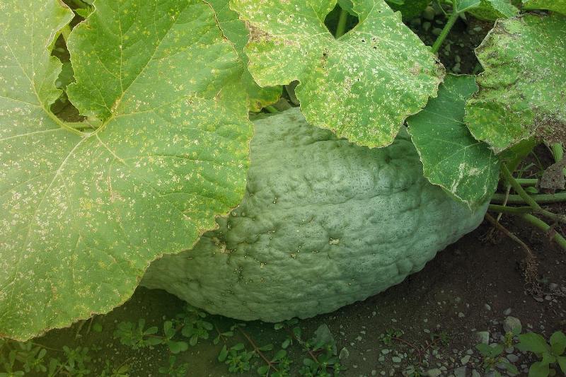 Hıyar Köşeli Yaprak Lekesi Hast. Belirtileri, Nedenleri Ve Mücadelesi