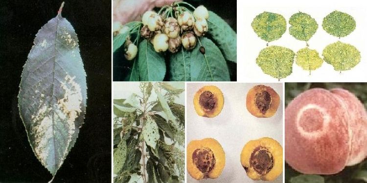 Halkalı Leke Virüsü Belirtileri, Nedenleri Ve Mücadele Yöntemleri