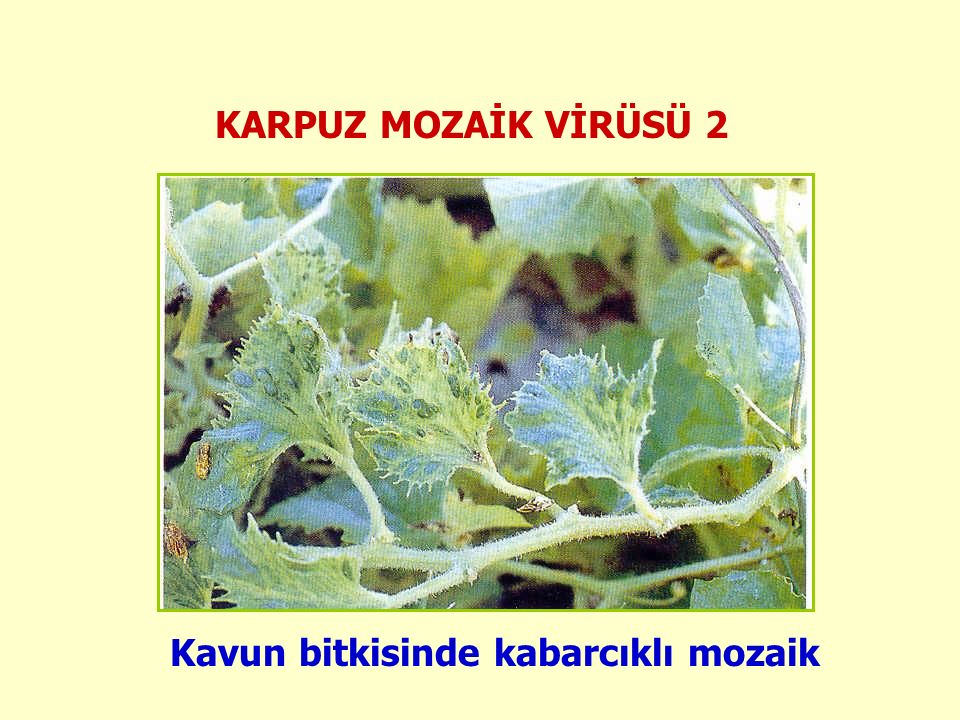 Karpuz Mozaik Virüsü Belirtileri, Nedenleri Ve Mücadele Yöntemleri Karpuz Mozaik Virüsü Belirtileri, Nedenleri Ve Mücadele Yöntemleri