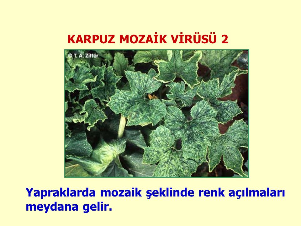 Karpuz Mozaik Virüsü Belirtileri, Nedenleri Ve Mücadele Yöntemleri Karpuz Mozaik Virüsü Belirtileri, Nedenleri Ve Mücadele Yöntemleri