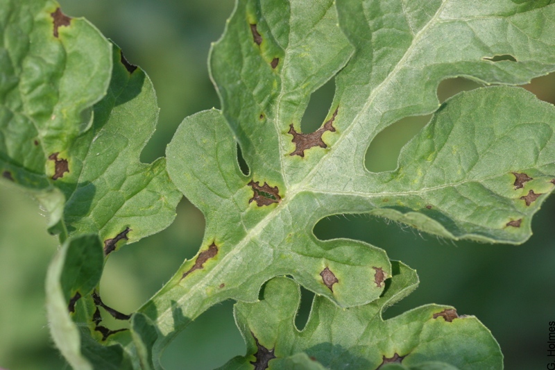 Kabakgillerde Antraknoz Hastalığı