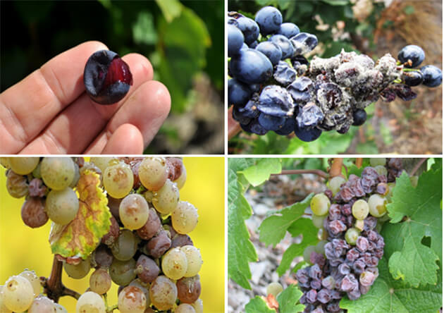 Kurşuni Küf Hastalığı (Botrytis Cinerea)