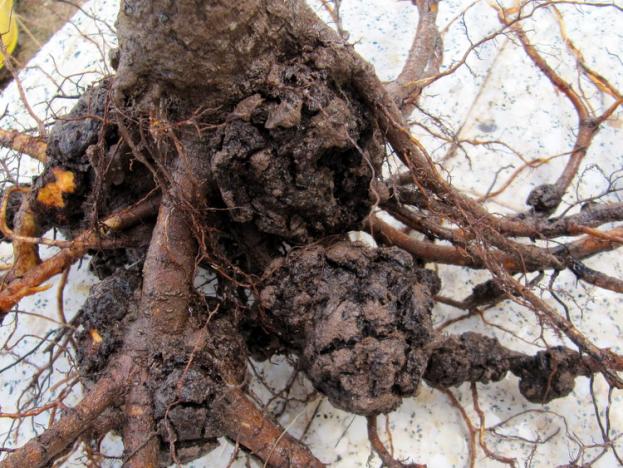 Kök Kanseri Hastalığı (Agrobacterium Tumefaciens)