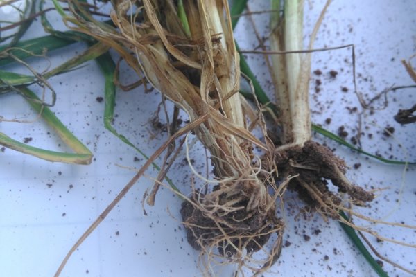 Kök Boğazı Çürüklüğü Hastalığı (Phytophthora Capsici)