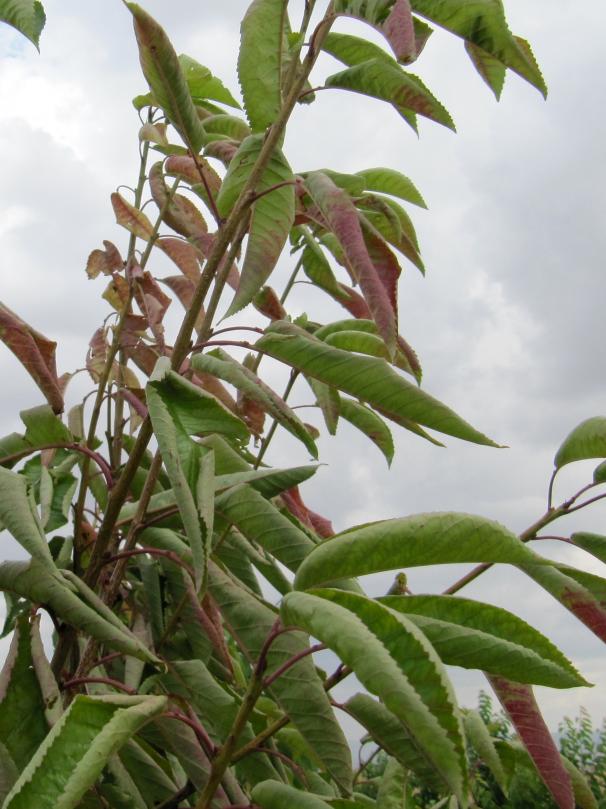 Kiraz Yaprak Kıvrılma Virüsü (Cherry Leafroll Nepovirus)