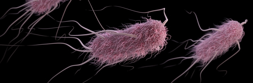 E.Coli Bakterisi Nedir? E.Coli Bakterisi Nedir?