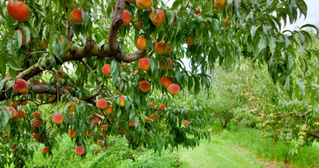 Şeftali Ağaçlarında Meyve Seyreltme Nasıl Yapılır?