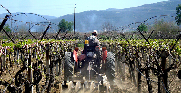 Bağlarda Gübreleme Nasıl Yapılır?