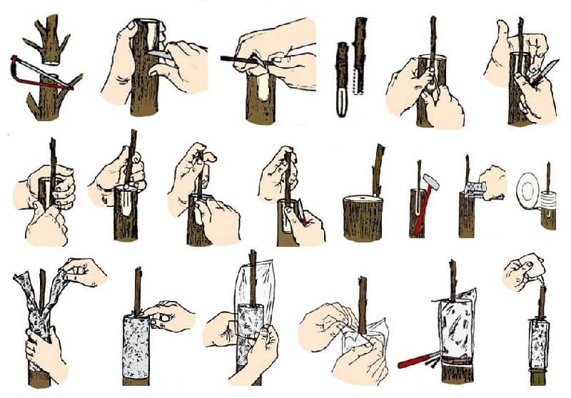 Kabuk (Çoban) Aşısı Nasıl Yapılır? kabuk aşı