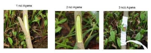 Yama Göz Aşısı Nasıl Yapılır?