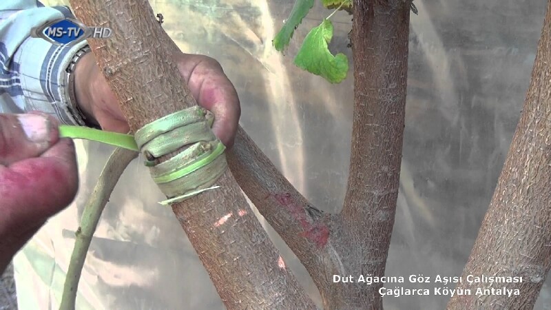 Yama Göz Aşısı Nasıl Yapılır?