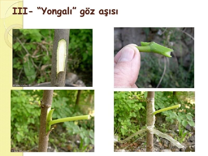 Yongalı Göz Aşısı Nasıl Yapılır?