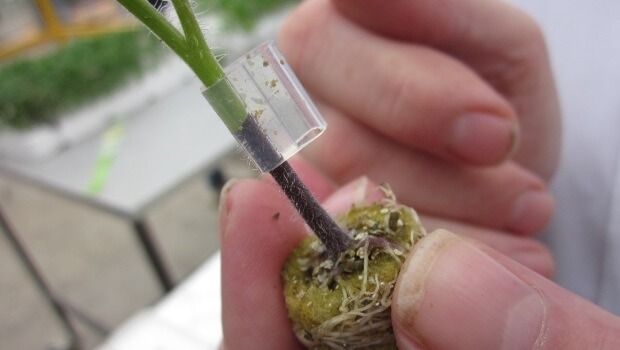 Domates Bitkisi Nasıl Aşılanır? Domates Nasıl Aşılanır?