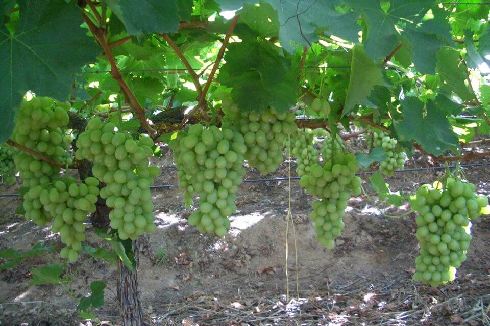 Üzüm Gübreleme Programı