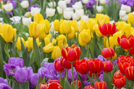 Lale Çiçeği Lale Çiçeği