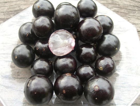 Jabuticaba Yetiştiriciliği Nasıl Yapılır?