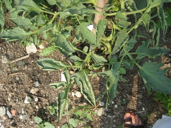 Domates Lekeli Solgunluk Virüsü Belirtileri, Nedenleri Ve Mücadelesi