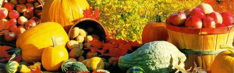 Bostan Gübrelemesi Nasıl Yapılır? Sebzecilik Tarım Takvimi