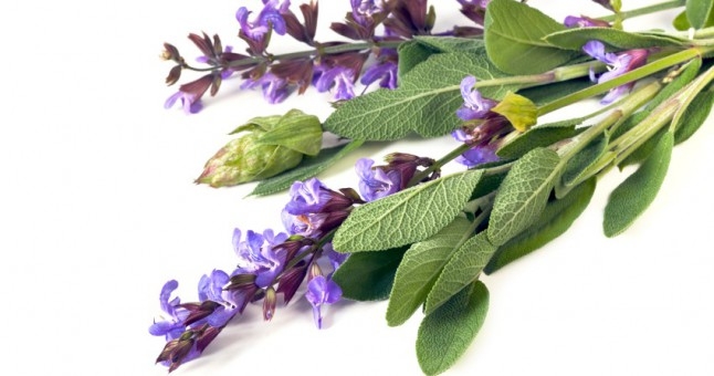 Adaçayı Yağı Faydaları Ve Zararları Nelerdir?