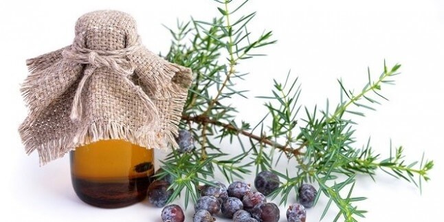 Ardıç Yağı Faydaları Ve Zararları Nelerdir?