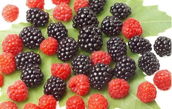 Böğürtlen Yağı Faydaları