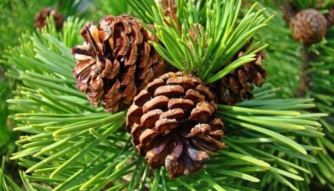 Çam Terebenti Faydaları Ve Zararları