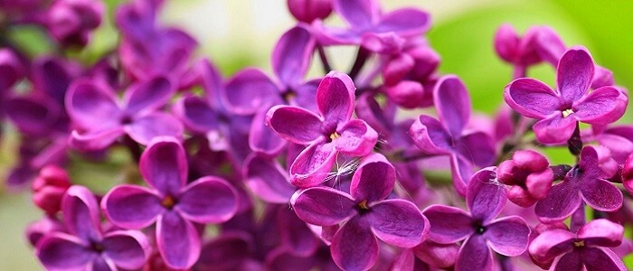 Leylak Yağı Faydaları