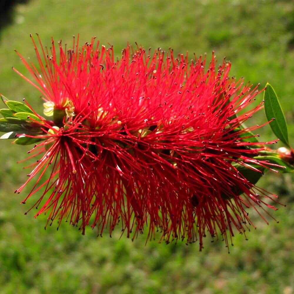Callistemon Leavis Çiçeği