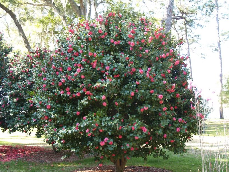 Camelia Japonica Ağacı