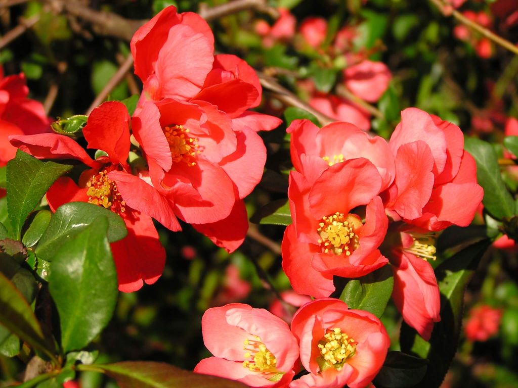 Chaenomeles (Cydonia) Japonica Çiçeği