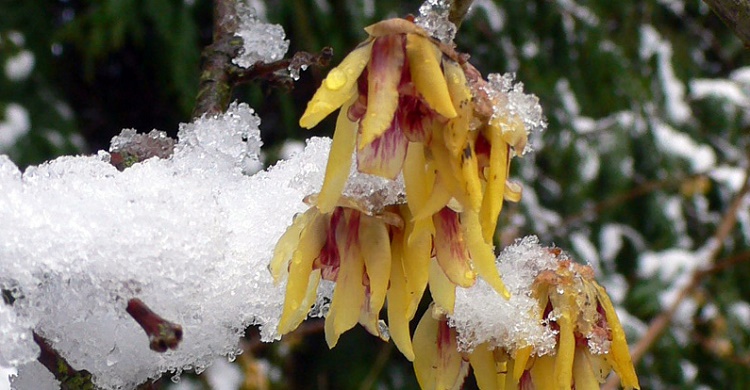 Chimonanthus Praecox Çiçeği