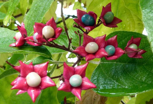 Clerodendron Trichotomum Çiçeği