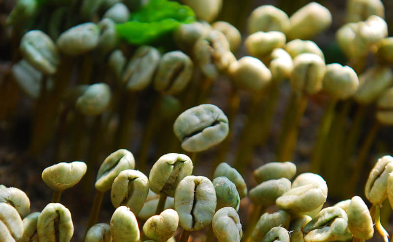 Kahve Tarımı Nasıl Yapılır?