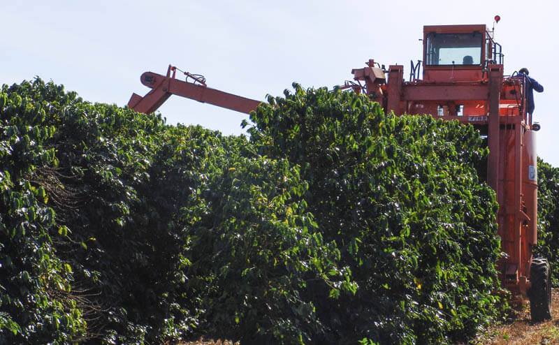 Kahve Tarımı Nasıl Yapılır?