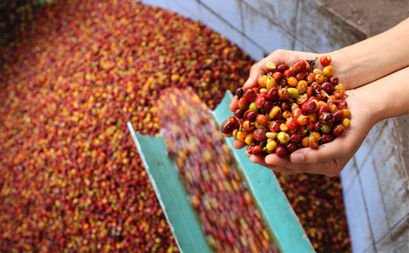 Kahve Tarımı Nasıl Yapılır?