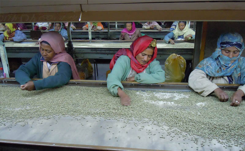 Kahve Tarımı Nasıl Yapılır?