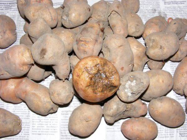Patates Beyaz Kist Ve Altın Nematodu (Globodera Rostochiensis Wollenw)