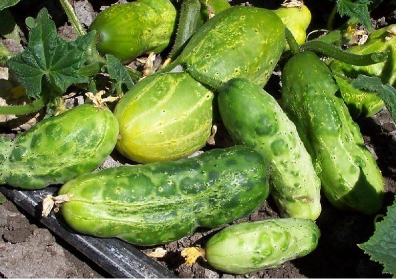 Biber Mozaik Virüsü (Cucumber Mosaic Virus)