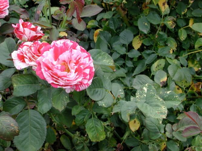 Gül Mozaik Virüsü (Rose Mosaic Virus) Gül Mozaik Virüsü (Rose Mosaic Virus)