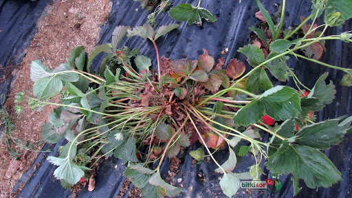 Çilekte Kök Çürüklüğü (Rhizoctonia solani, Fusarium oxysporum, M..) Hastalığı