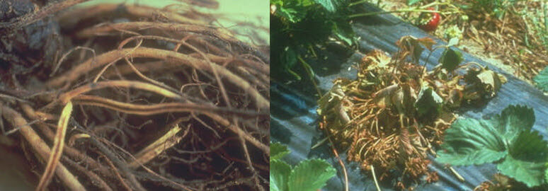 Çilekte Kök Çürüklüğü (Rhizoctonia solani, Fusarium oxysporum, M..) Hastalığı