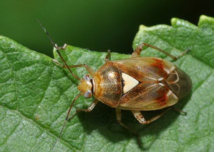 Pamukta Lygus (Lygus Spp)