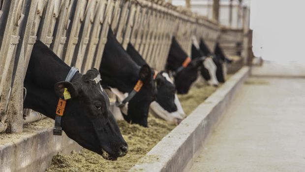 Başarılı Bir Hayvancılık İşletmesi Kurmak İçin Gerekenler