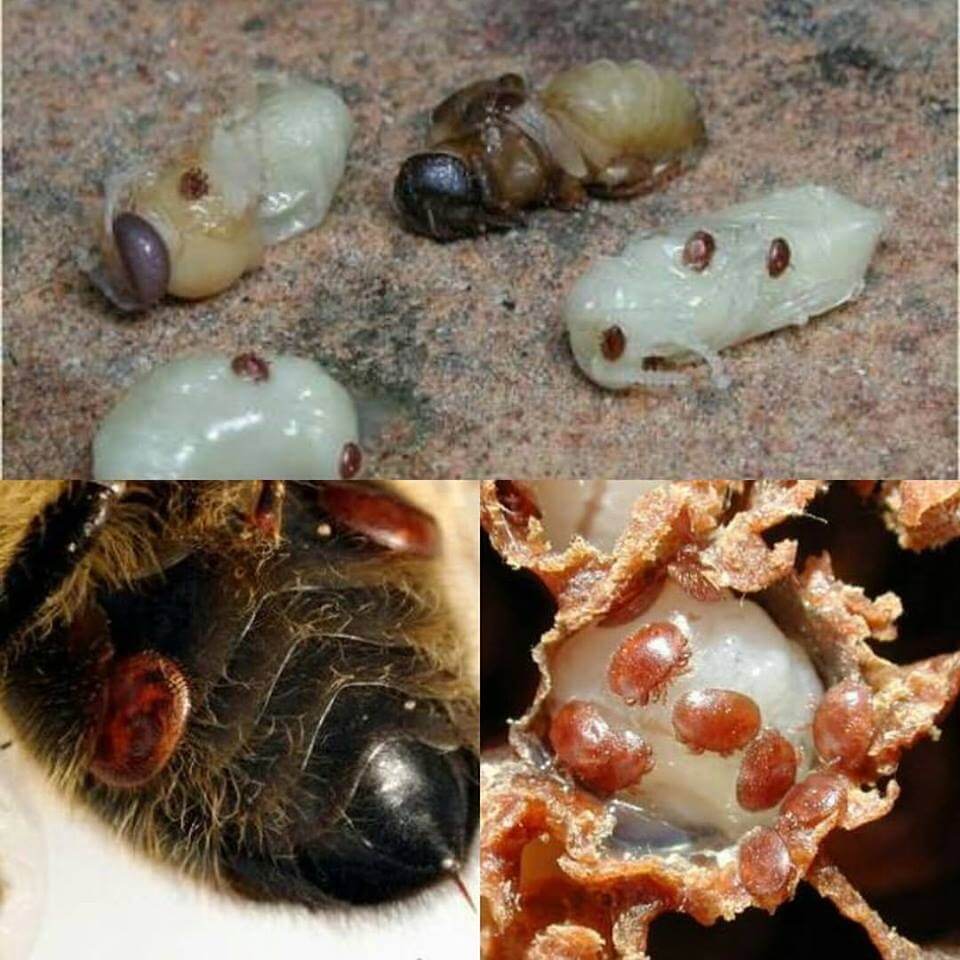 Varroa Hastalığı Nedir, Nasıl Mücadele Edilir? Varroa Hastalığı Nedir, Nasıl Mücadele Edilir?