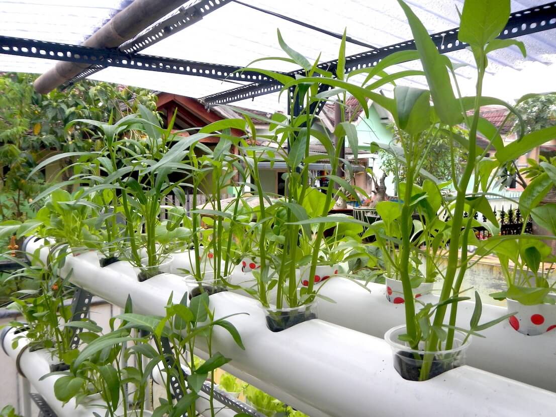 Topraksız Tarım Türleri Nelerdir? Topraksız Tarım Türleri Nelerdir?