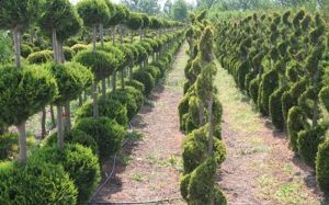 Süs Bitkilerinin Peyzajda Kullanımı