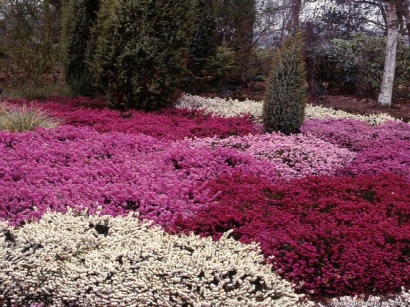 Süs Bitkilerinin Peyzajda Kullanımı